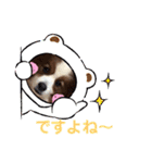 パピヨンのるぅくんです♪（個別スタンプ：29）