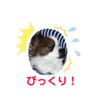 パピヨンのるぅくんです♪（個別スタンプ：31）