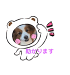 パピヨンのるぅくんです♪（個別スタンプ：32）