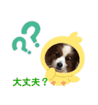 パピヨンのるぅくんです♪（個別スタンプ：33）