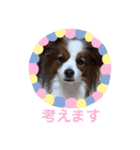 パピヨンのるぅくんです♪（個別スタンプ：35）