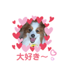 パピヨンのるぅくんです♪（個別スタンプ：36）