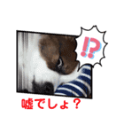 パピヨンのるぅくんです♪（個別スタンプ：38）
