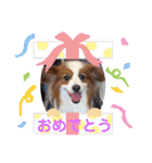 パピヨンのるぅくんです♪（個別スタンプ：40）