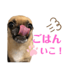 ぼにーくまスタンプ（個別スタンプ：5）