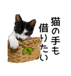 黒猫のジジちゃん スタンプ（個別スタンプ：7）