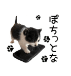 黒猫のジジちゃん スタンプ（個別スタンプ：14）