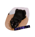 ウチの猫達です٩( ๑╹ ꇴ╹)۶（個別スタンプ：1）