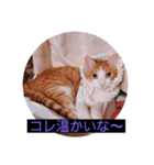 ウチの猫達です٩( ๑╹ ꇴ╹)۶（個別スタンプ：2）