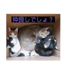 ウチの猫達です٩( ๑╹ ꇴ╹)۶（個別スタンプ：3）