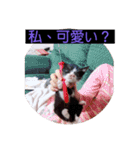 ウチの猫達です٩( ๑╹ ꇴ╹)۶（個別スタンプ：4）