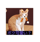 ウチの猫達です٩( ๑╹ ꇴ╹)۶（個別スタンプ：6）
