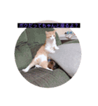 ウチの猫達です٩( ๑╹ ꇴ╹)۶（個別スタンプ：7）