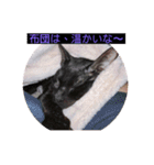 ウチの猫達です٩( ๑╹ ꇴ╹)۶（個別スタンプ：8）