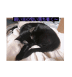 ウチの猫達です٩( ๑╹ ꇴ╹)۶（個別スタンプ：9）
