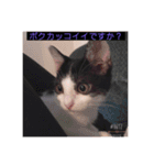 ウチの猫達です٩( ๑╹ ꇴ╹)۶（個別スタンプ：10）