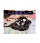 ウチの猫達です٩( ๑╹ ꇴ╹)۶（個別スタンプ：12）