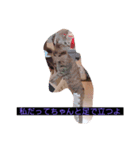 ウチの猫達です٩( ๑╹ ꇴ╹)۶（個別スタンプ：13）