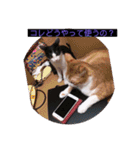 ウチの猫達です٩( ๑╹ ꇴ╹)۶（個別スタンプ：14）