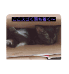 ウチの猫達です٩( ๑╹ ꇴ╹)۶（個別スタンプ：15）