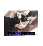 ウチの猫達です٩( ๑╹ ꇴ╹)۶（個別スタンプ：16）