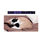 ウチの猫達です٩( ๑╹ ꇴ╹)۶（個別スタンプ：17）