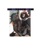 ウチの猫達です٩( ๑╹ ꇴ╹)۶（個別スタンプ：18）