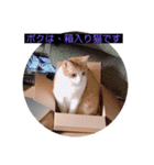 ウチの猫達です٩( ๑╹ ꇴ╹)۶（個別スタンプ：19）