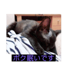 ウチの猫達です٩( ๑╹ ꇴ╹)۶（個別スタンプ：21）