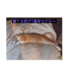 ウチの猫達です٩( ๑╹ ꇴ╹)۶（個別スタンプ：22）