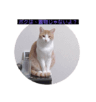 ウチの猫達です٩( ๑╹ ꇴ╹)۶（個別スタンプ：23）