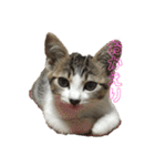 猫のむぎといと（個別スタンプ：1）