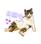 猫のむぎといと（個別スタンプ：2）