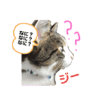 猫のむぎといと（個別スタンプ：3）