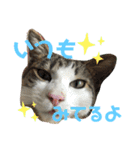 猫のむぎといと（個別スタンプ：4）