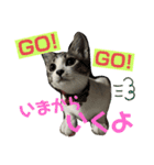猫のむぎといと（個別スタンプ：5）