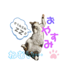 猫のむぎといと（個別スタンプ：6）