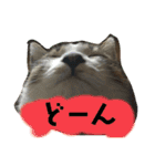 猫のむぎといと（個別スタンプ：7）