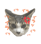 猫のむぎといと（個別スタンプ：9）