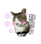 猫のむぎといと（個別スタンプ：10）