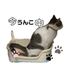 猫のむぎといと（個別スタンプ：11）