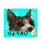 猫のむぎといと（個別スタンプ：12）