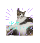 猫のむぎといと（個別スタンプ：13）