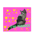 猫のむぎといと（個別スタンプ：14）