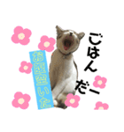 猫のむぎといと（個別スタンプ：15）