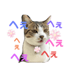 猫のむぎといと（個別スタンプ：16）