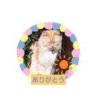 ぷくぷくりん（個別スタンプ：6）