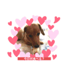 犬たち♡2（個別スタンプ：1）