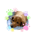 犬たち♡2（個別スタンプ：2）