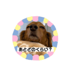 犬たち♡2（個別スタンプ：3）